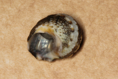 Lunella correensis
