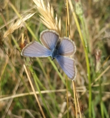 Hemiargus hanno hanno
