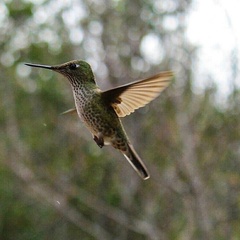 Sephanoides sephaniodes