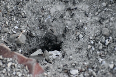 Myrmecocystus mimicus