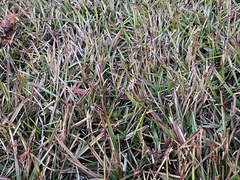 Eremochloa ophiuroides