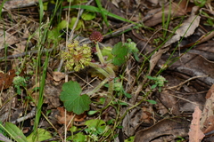 Hydrocotyle laxiflora