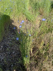 Linum marginale