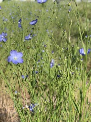 Linum marginale