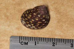 Monodonta