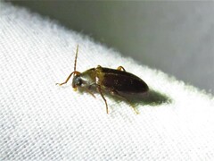 Hymenorus