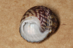 Monodonta