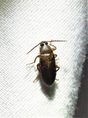 Hymenorus