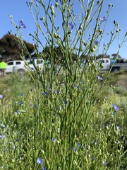 Linum marginale