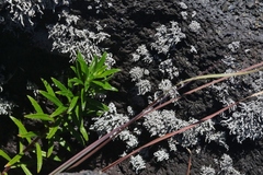 Stereocaulon vulcani