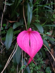 Masdevallia coccinea