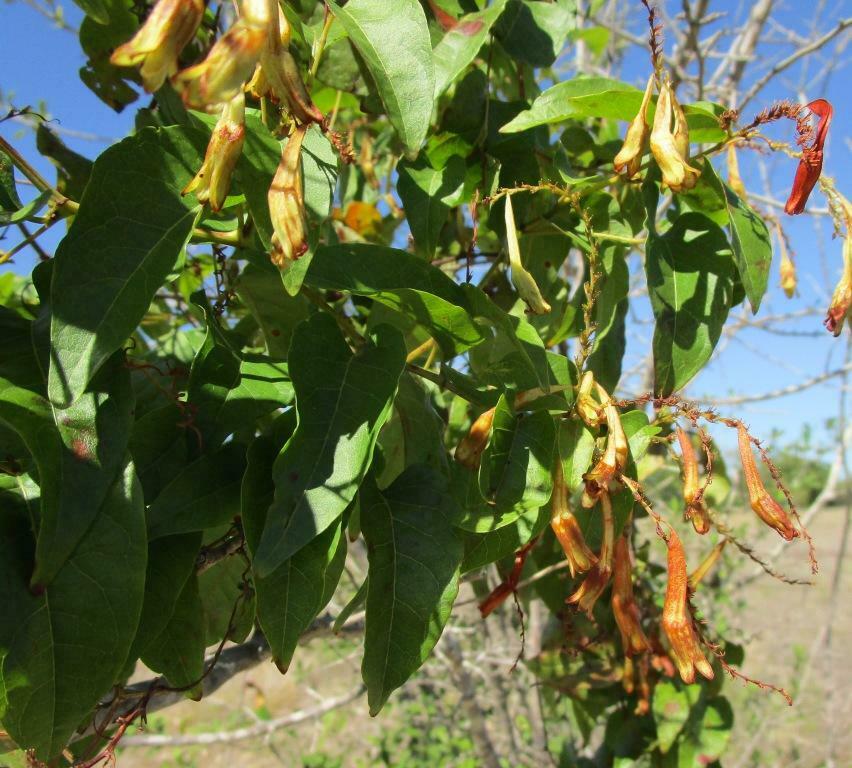 American Buckwheat Vine from Pflugerville, TX, USA on October 19, 2022 ...