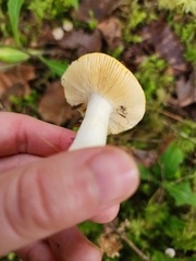 Amanita augusta