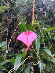Masdevallia coccinea