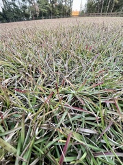 Eremochloa ophiuroides