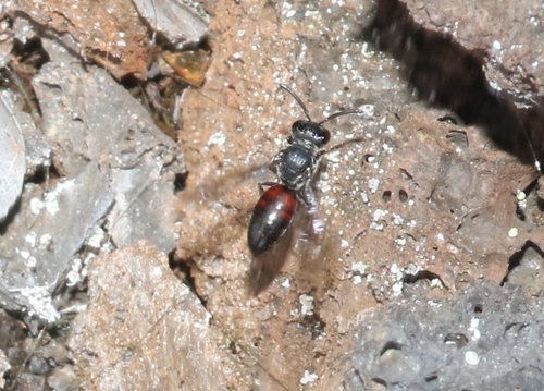 Hylaeus sphecodoides observed 2022-10-04