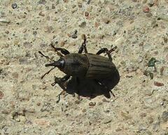 Sphenophorus coesifrons