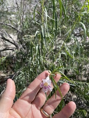 Chilopsis linearis arcuata