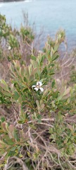 Leptospermum laevigatum