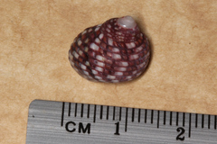 Monodontinae