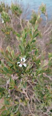 Leptospermum laevigatum