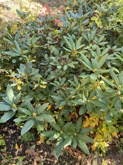Rhododendron ponticum