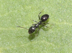 Ochetellus glaber