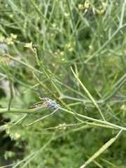 Brevicoryne brassicae