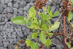 Rumex skottsbergii