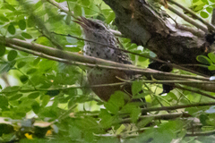 Campylorhynchus zonatus