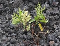 Rumex skottsbergii