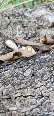 Pachypsylla