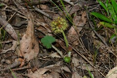 Hydrocotyle laxiflora