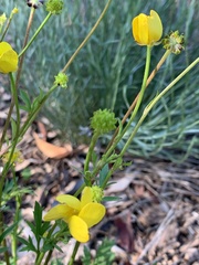 Ranunculus lappaceus