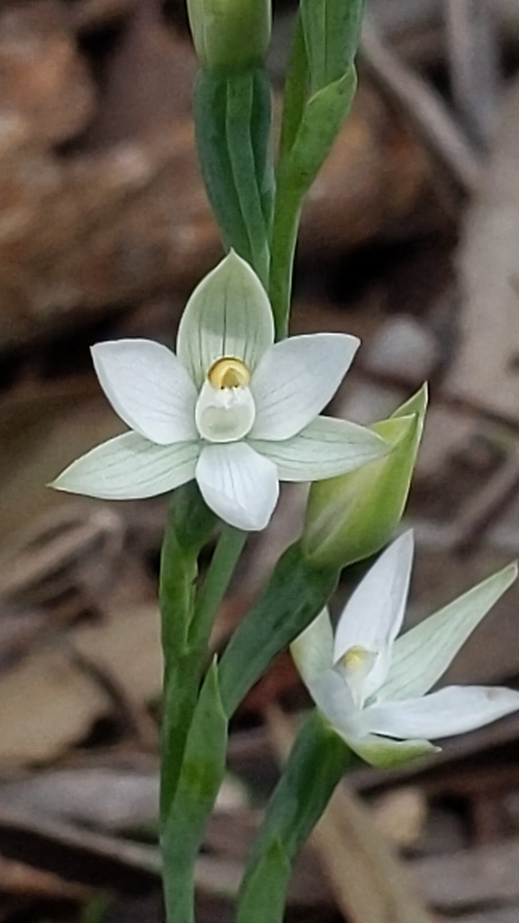 white sun orchid