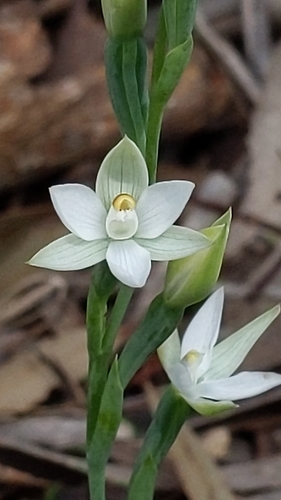 Thelymitra albiflora Jeanes
