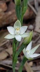 Thelymitra albiflora