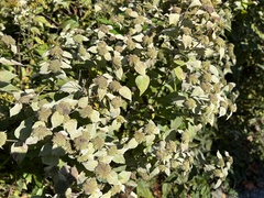 Pycnanthemum muticum