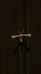 Platyptilia carduidactylus