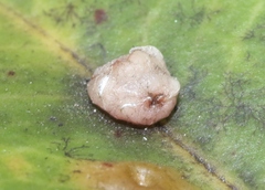 Ceroplastes sinensis