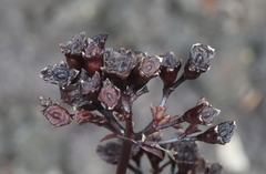 Kadua centranthoides