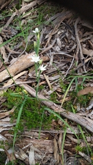 Thelymitra albiflora