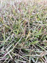 Eremochloa ophiuroides