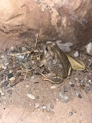 Anaxyrus microscaphus