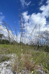 Andropogon virginicus