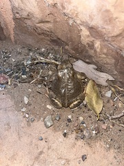 Anaxyrus microscaphus