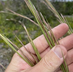 Andropogon virginicus