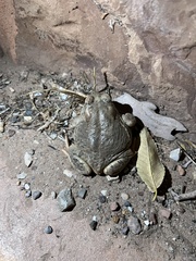 Anaxyrus microscaphus