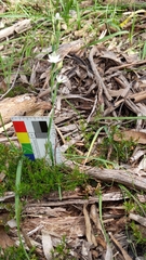 Thelymitra albiflora