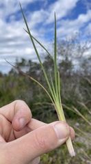 Andropogon virginicus